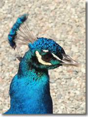 A peacock on Isola Madre