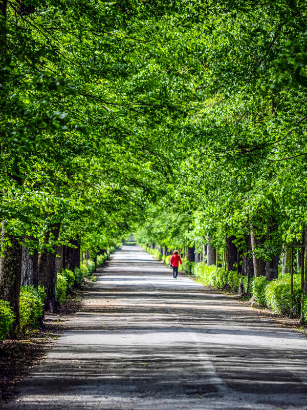 A path in the Parco delle Cascine, Florence. (Photo by Luca Daviddi)